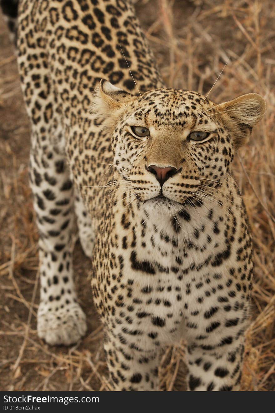 A Leopard Preparing A Strike.