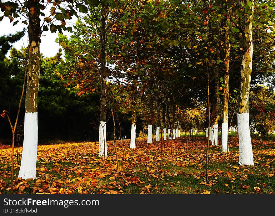 In autumn, nearby street's plane tree，China street planting common tree variety。