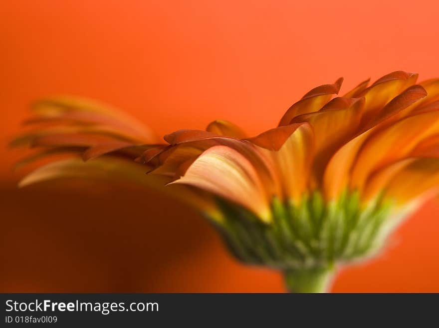 Beautiful daisy flower isolated on orange background.