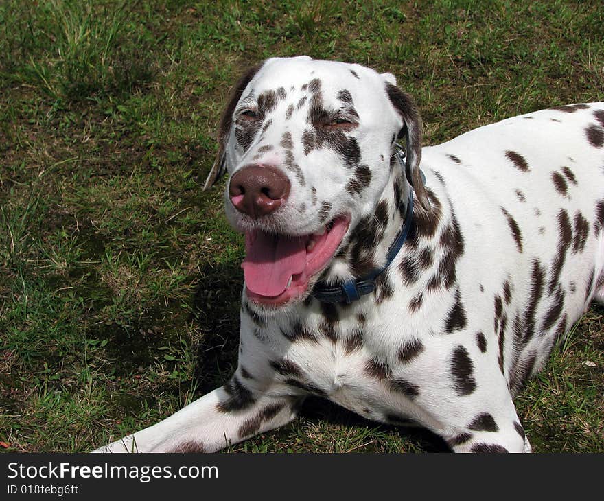 Dalmatian dog