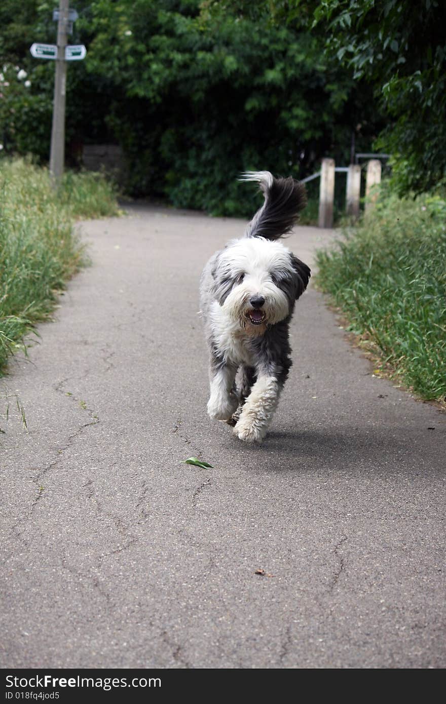 dog running