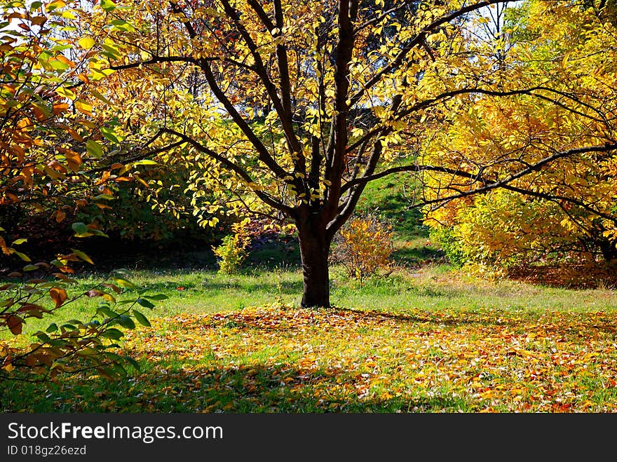 A tree in the park, dropping it's leaves in autumn. A tree in the park, dropping it's leaves in autumn