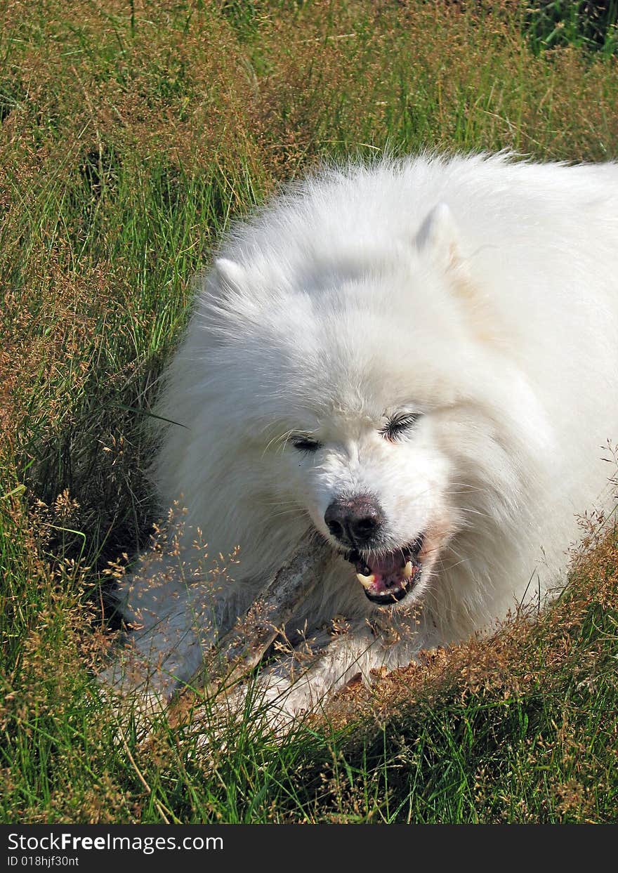 Samoyed pedigree dog