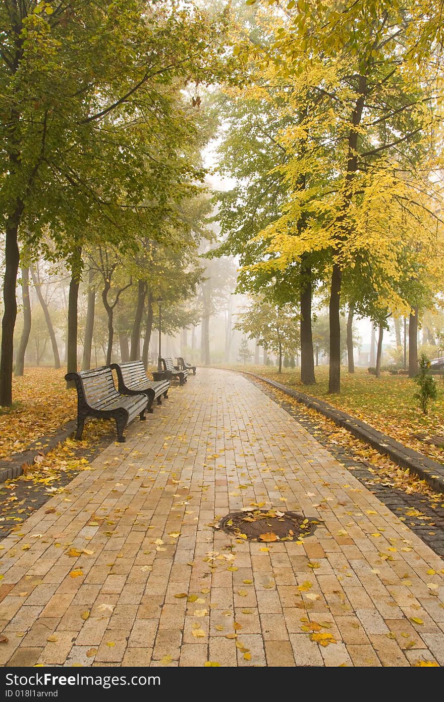 Park in the foggy autumn morning. Park in the foggy autumn morning