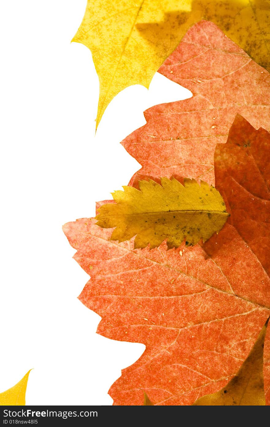 Color Autumn Leaves Closeup Background