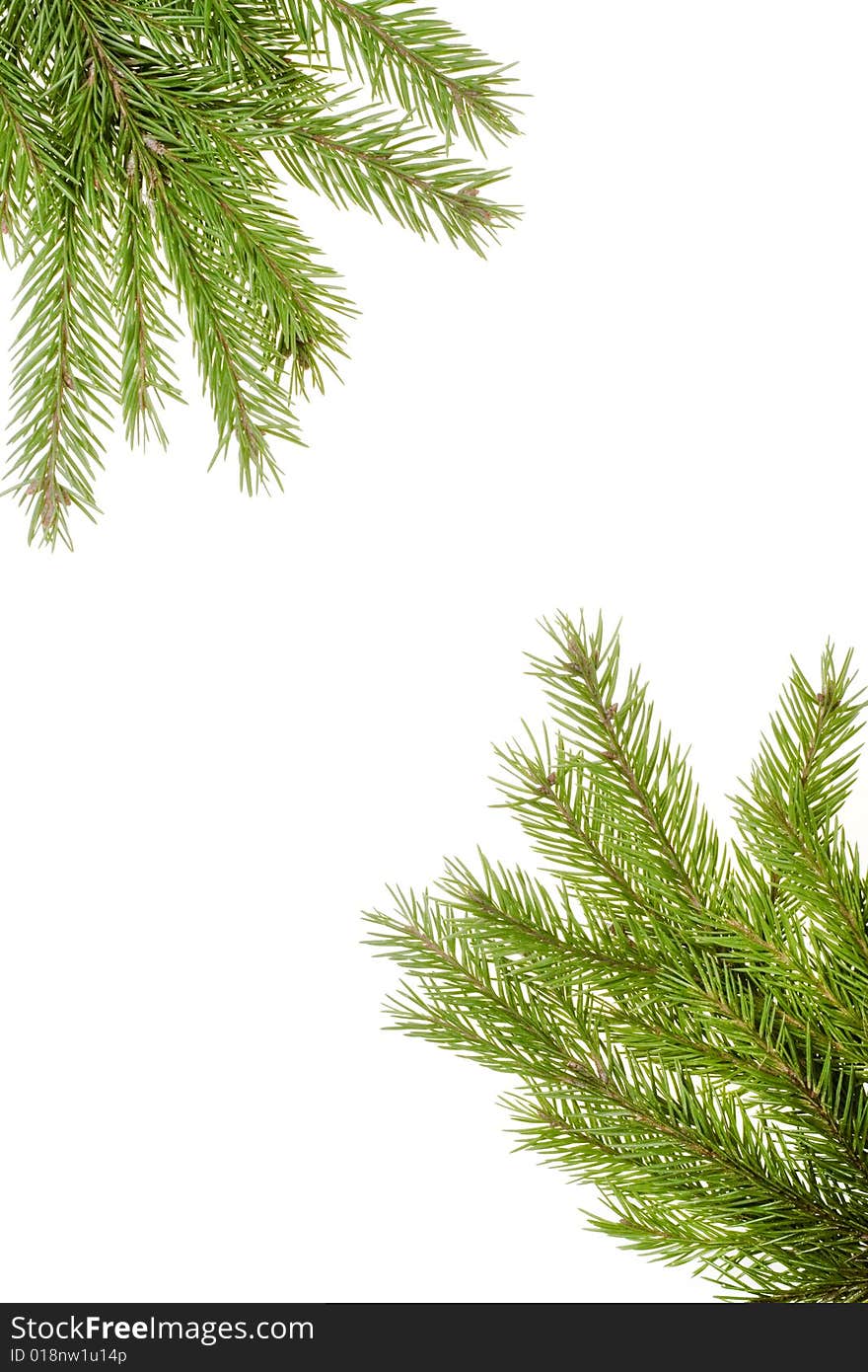 Fir branch