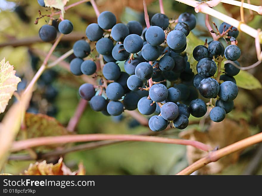 Grapes ripening in northern countries. Vitis amurensis.