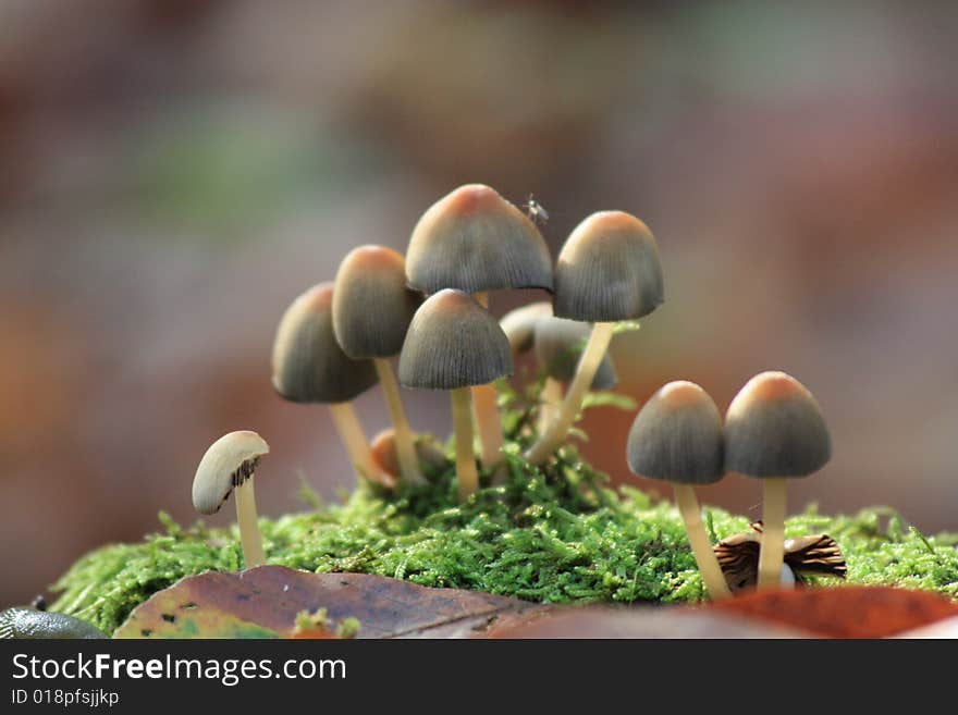 Small mushrooms in the forest, bokeh