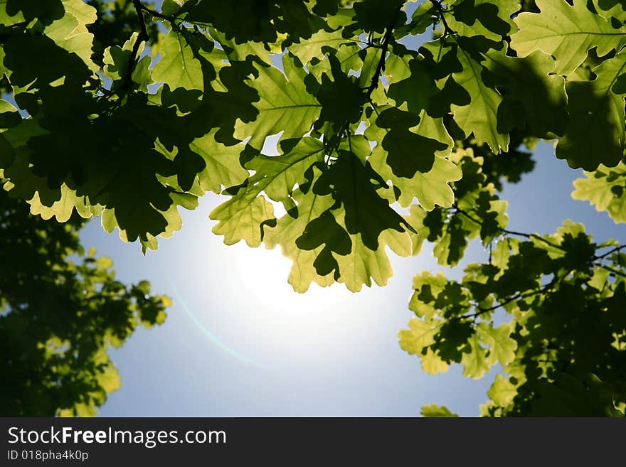 Backlit leaves of oak on blue sky