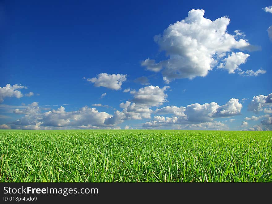 Field on a background of the blue sky. Field on a background of the blue sky