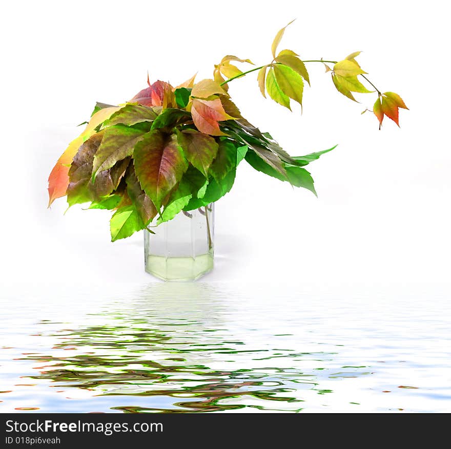 Leaf of wild grape on white background