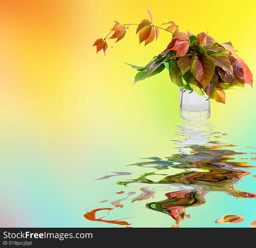 Leafage of wild grape on white background