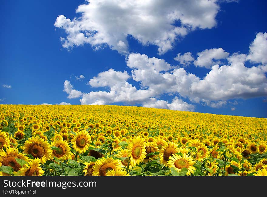 Sunflower field over cloudy blue sky. Sunflower field over cloudy blue sky