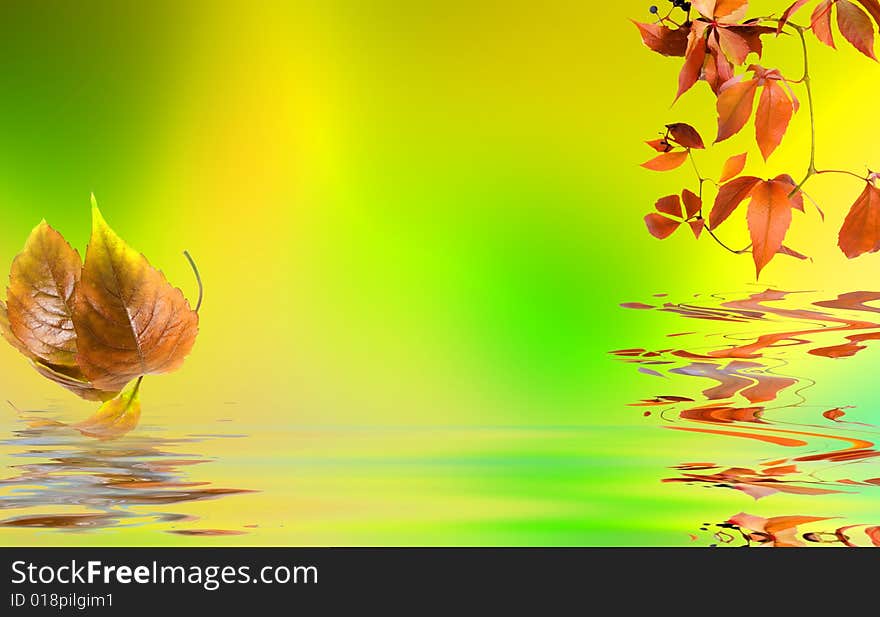 Leafage of wild grape on white background