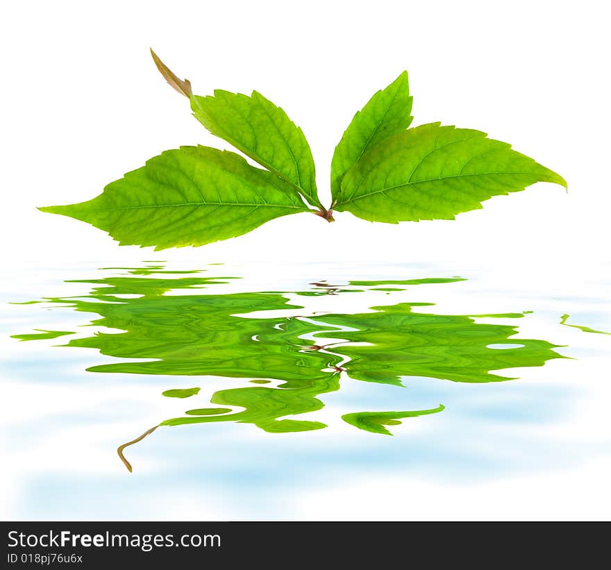 Leafage of wild grape on white background. Leafage of wild grape on white background