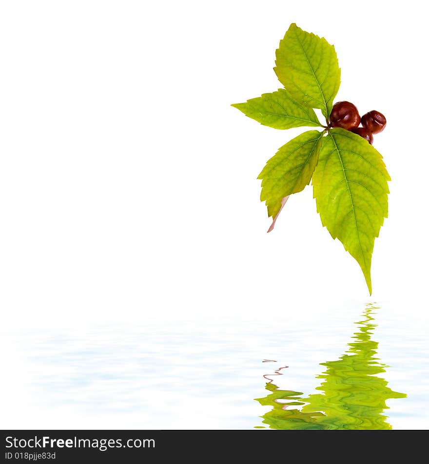 Leaf of wild grape on white background