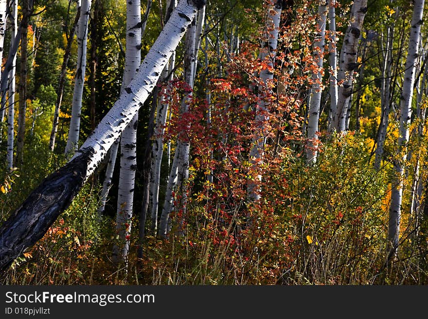 Fall colors on a high mountain meadow. Fall colors on a high mountain meadow