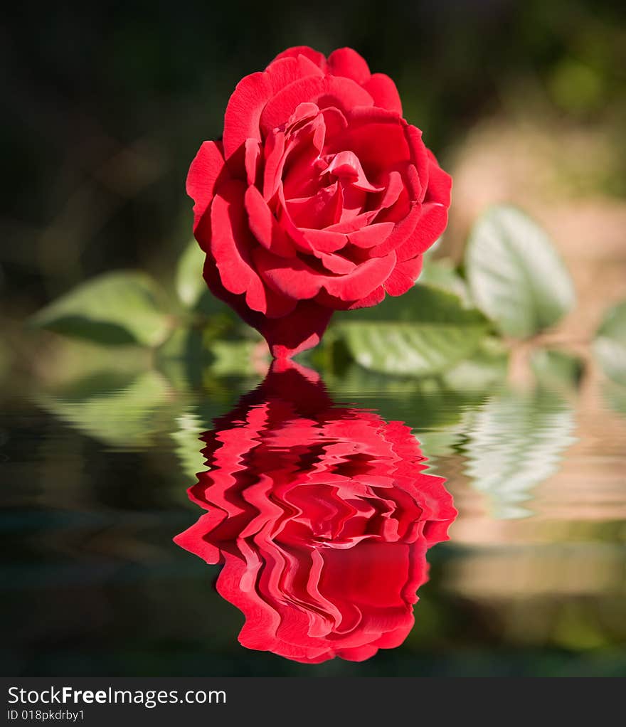 Red rose reflecting in water