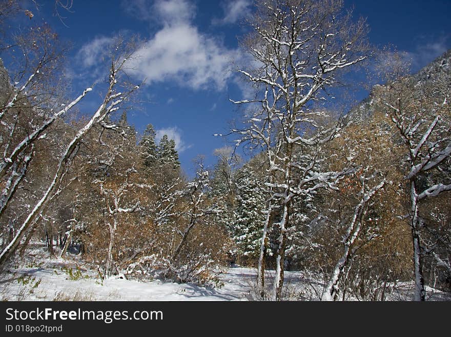 View of pine trees right after a snow storm  with deep blue sky's. View of pine trees right after a snow storm  with deep blue sky's