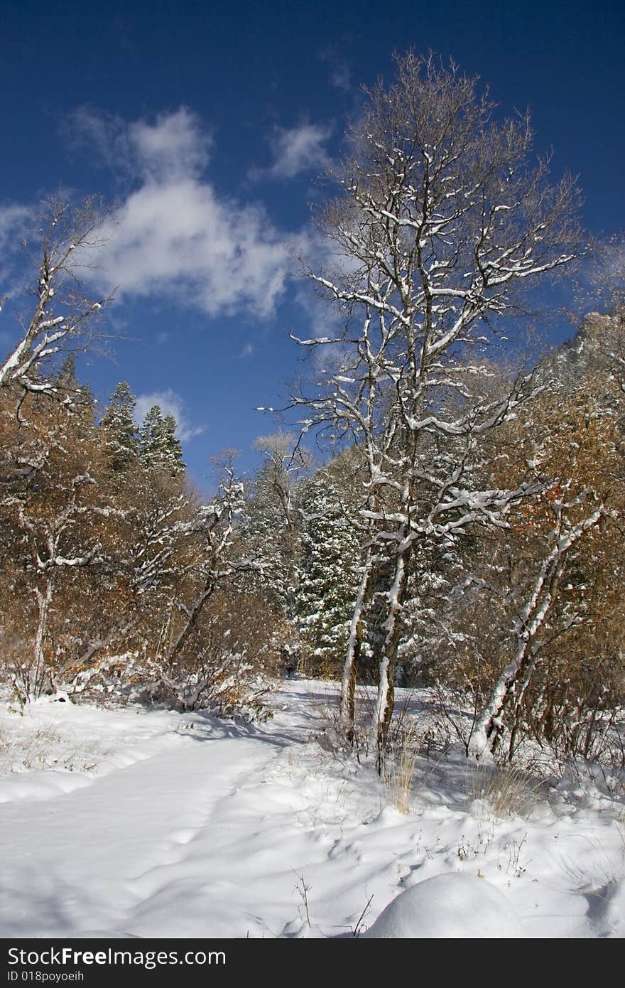 View of pine trees right after a snow storm with deep blue sky's. View of pine trees right after a snow storm with deep blue sky's