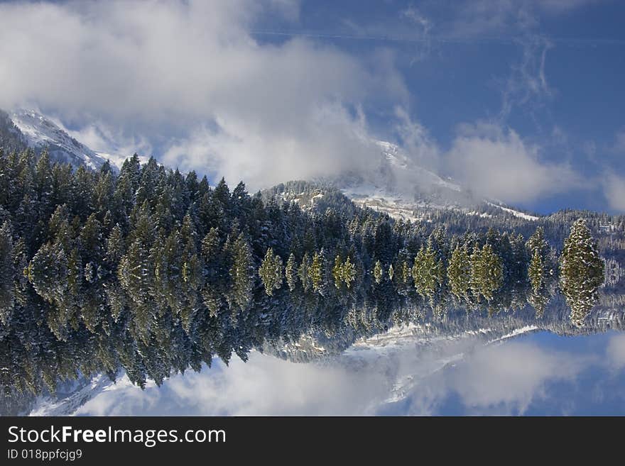 View of pine trees right after a snow storm With a wood fence in the foreground with deep blue sky's. View of pine trees right after a snow storm With a wood fence in the foreground with deep blue sky's