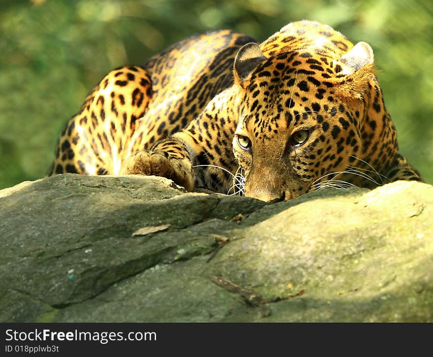 Leopard is looking, the charismatic face and ferocious eye