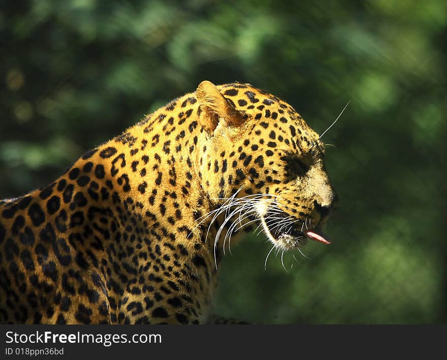 Leopard is looking, the charismatic face and ferocious eye