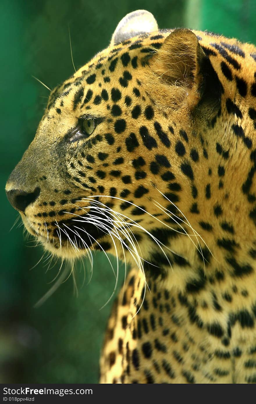 Leopard is looking, the charismatic face and ferocious eye