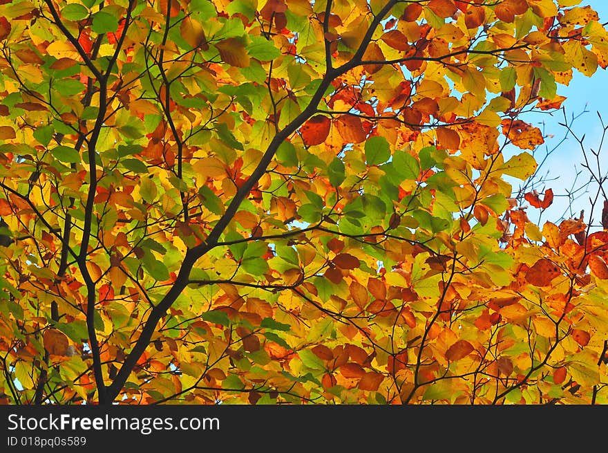 Colorful branch of tree in autumn