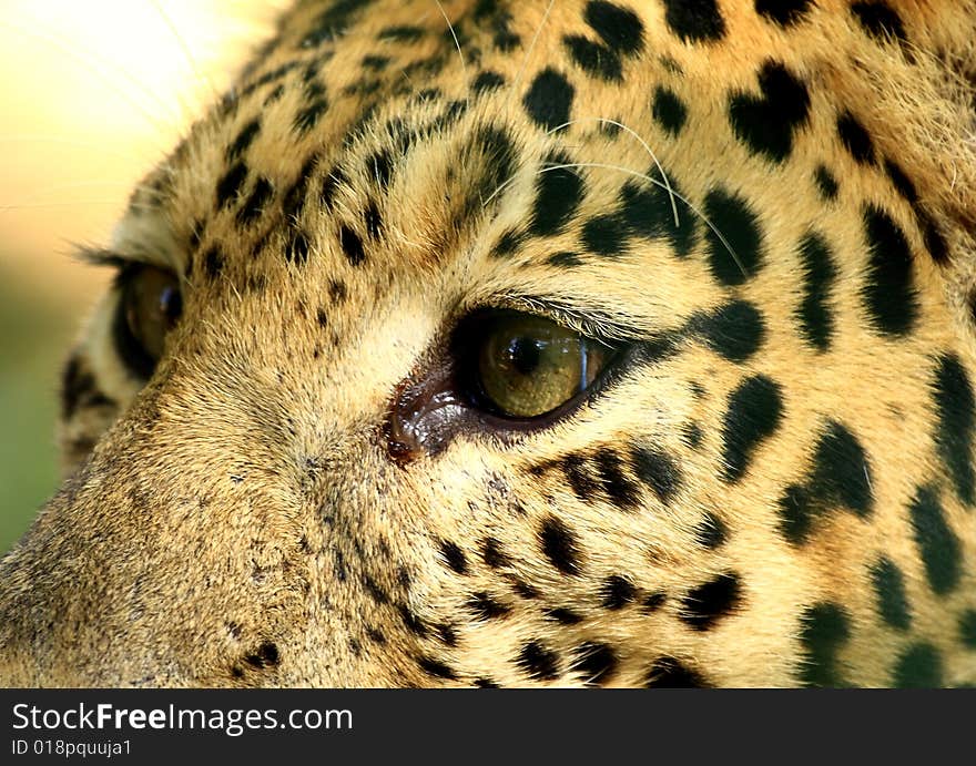 Leopard is looking, the charismatic face and ferocious eye