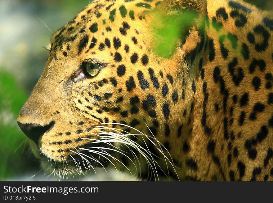 Leopard is looking, the charismatic face and ferocious eye