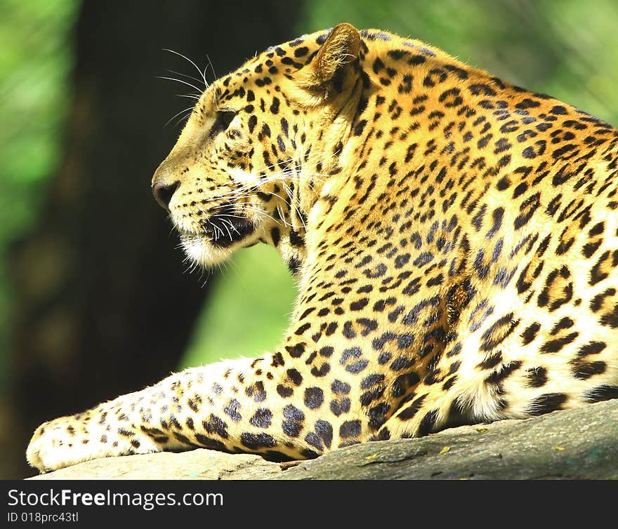 Leopard is looking, the charismatic face and ferocious eye