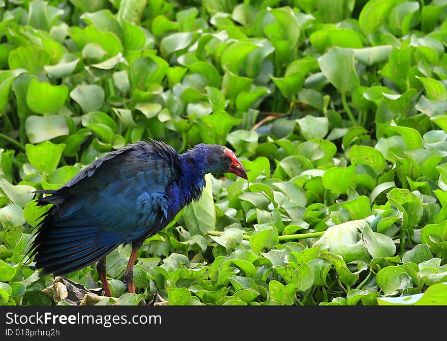 A Swamphen on the water body