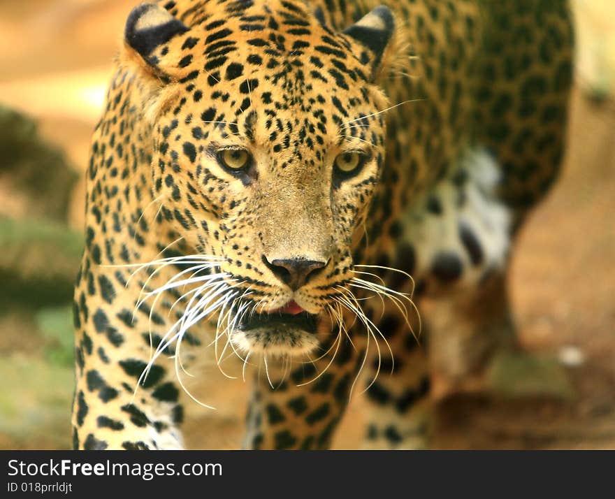 Leopard is looking, the charismatic face and ferocious eye