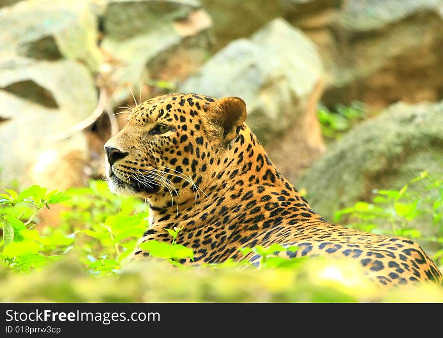 Leopard is looking, the charismatic face and ferocious eye