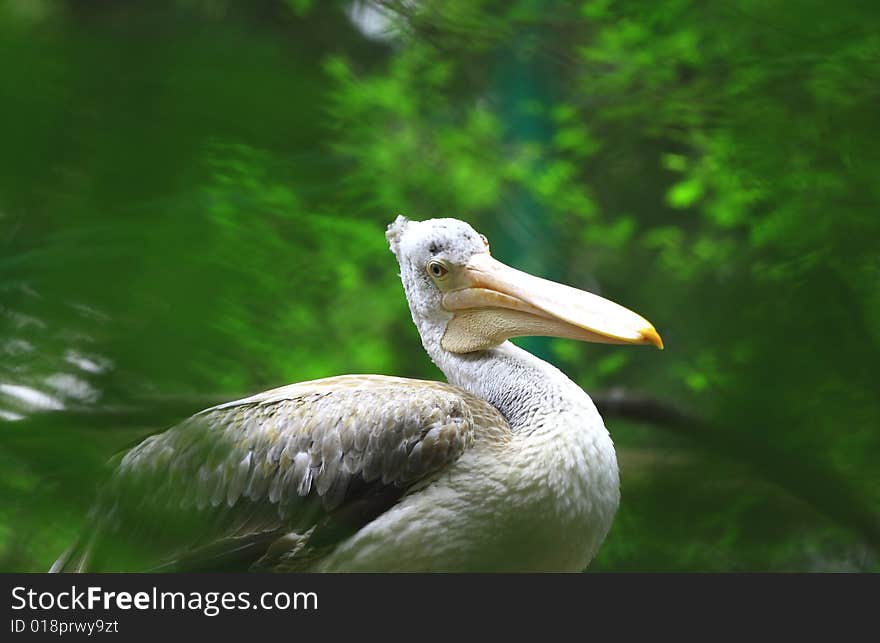 A pelican is any of several very large water birds with a distinctive pouch under the beak belonging to the bird family Pelecanidae.