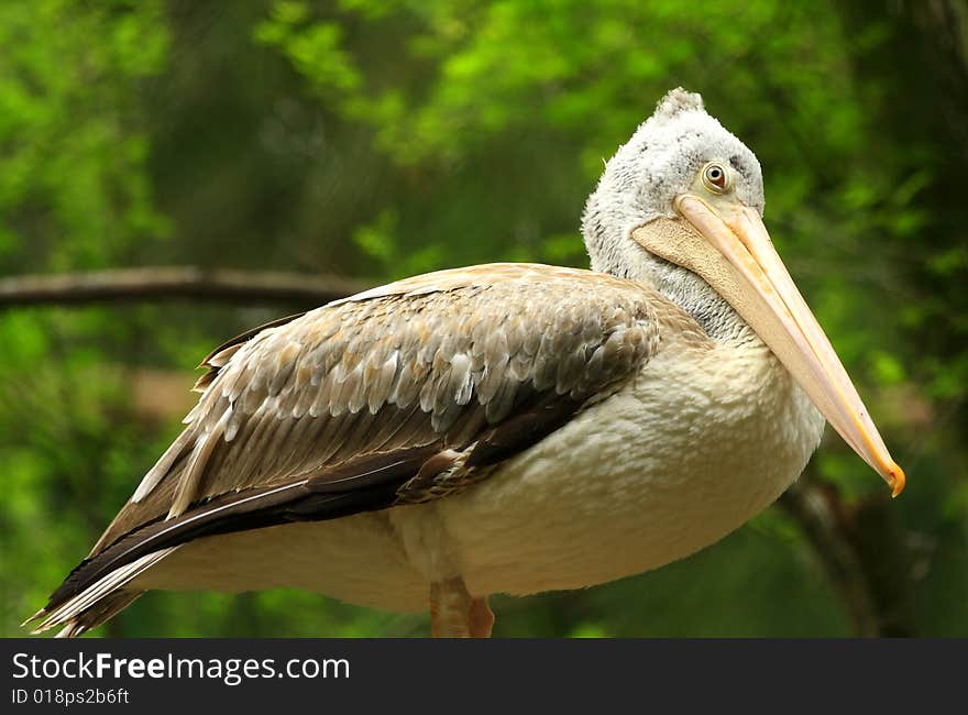 A pelican is any of several very large water birds with a distinctive pouch under the beak belonging to the bird family Pelecanidae.