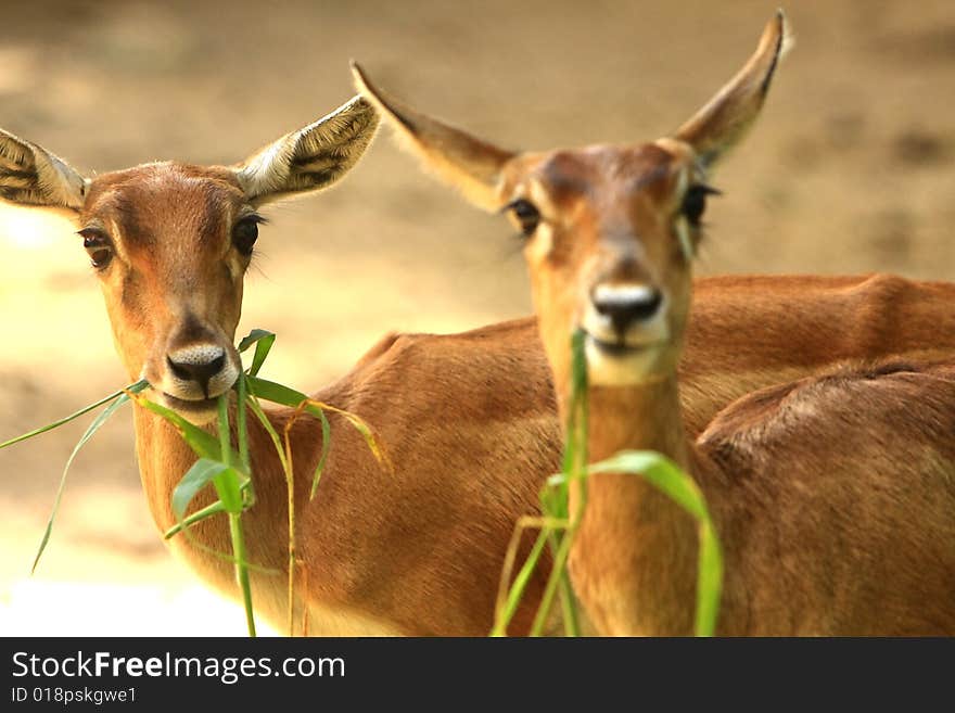 Deer stroling around and looked so innocent