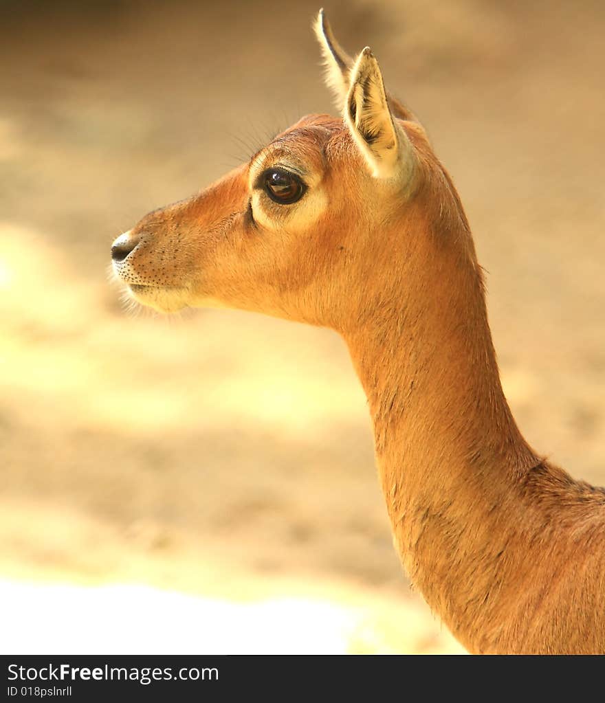 Deer stroling around and looked so innocent