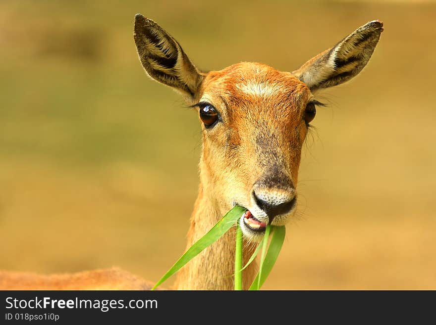 Deer stroling around and looked so innocent