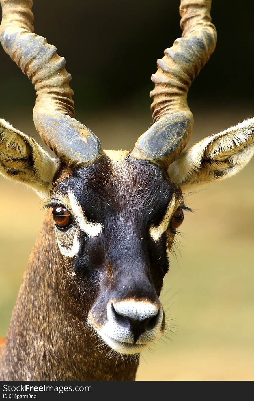 Blackbuck