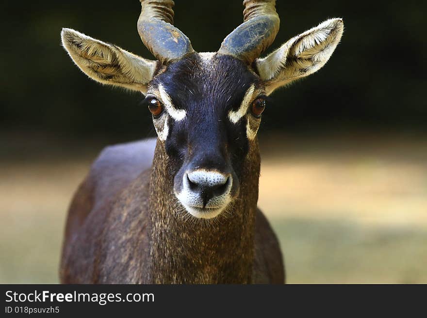 Blackbuck