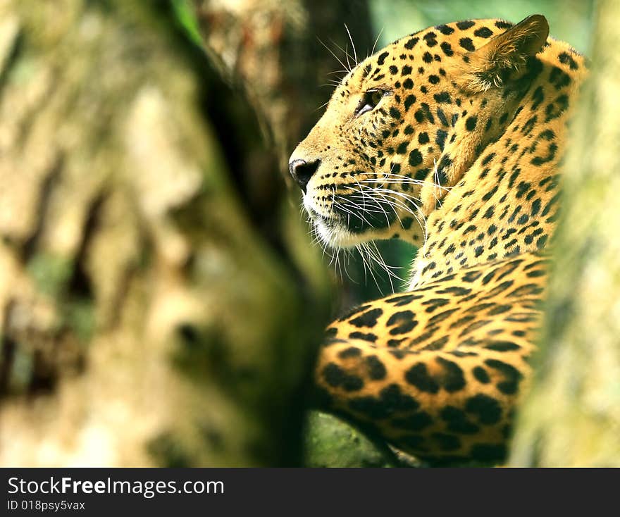 Leopard is looking, the charismatic face and ferocious eye