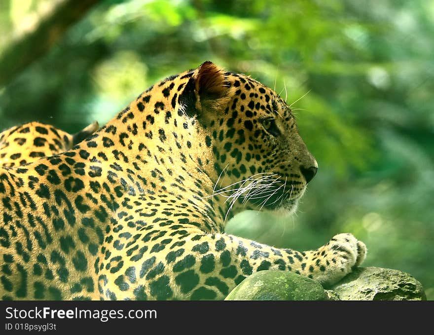 Leopard is looking, the charismatic face and ferocious eye