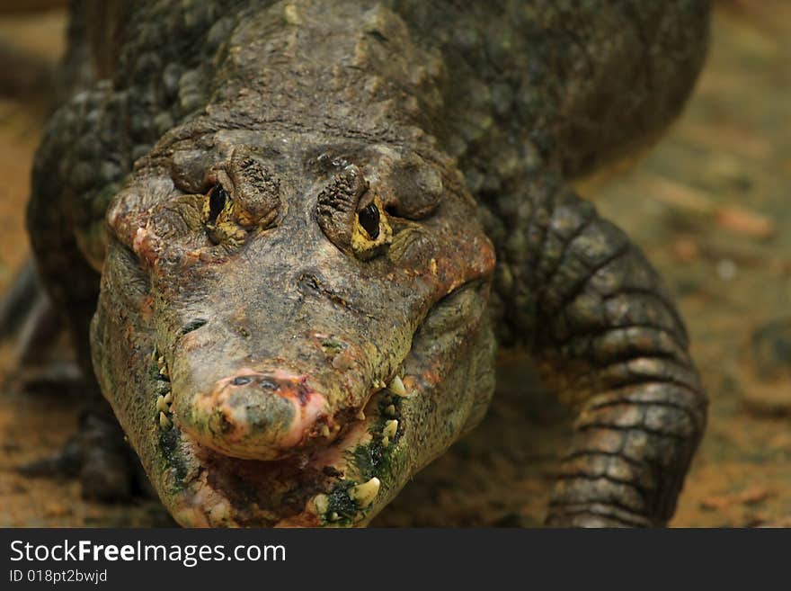 This crocodile was just is enjoying the early morning sun. The Slow and Silent movement is dangerously amazing