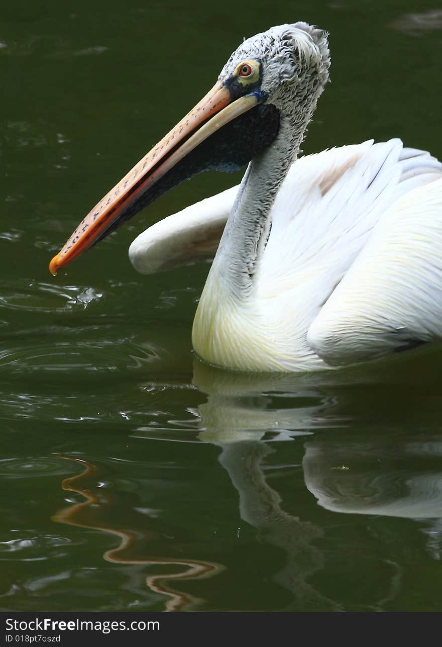 A pelican is any of several very large water birds with a distinctive pouch under the beak belonging to the bird family Pelecanidae.