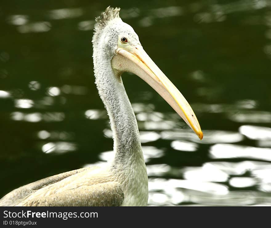 A pelican is any of several very large water birds with a distinctive pouch under the beak belonging to the bird family Pelecanidae.