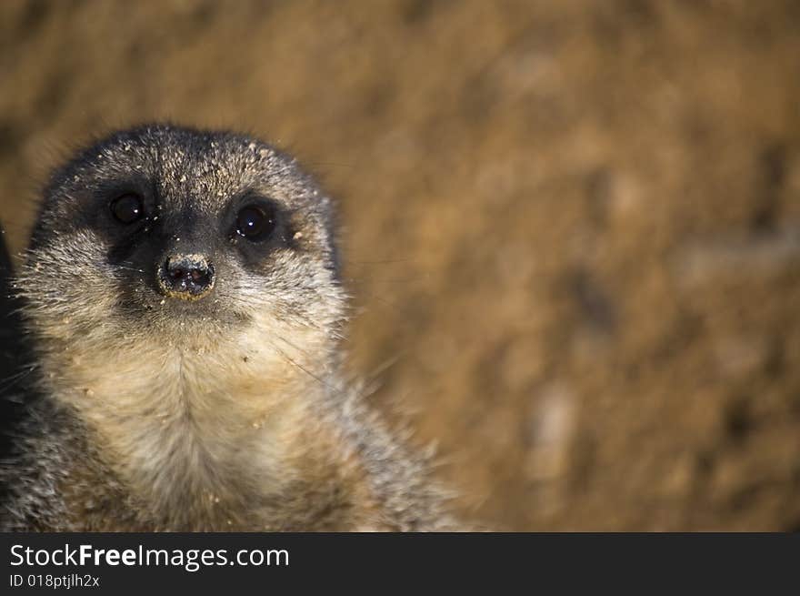 Meerkat