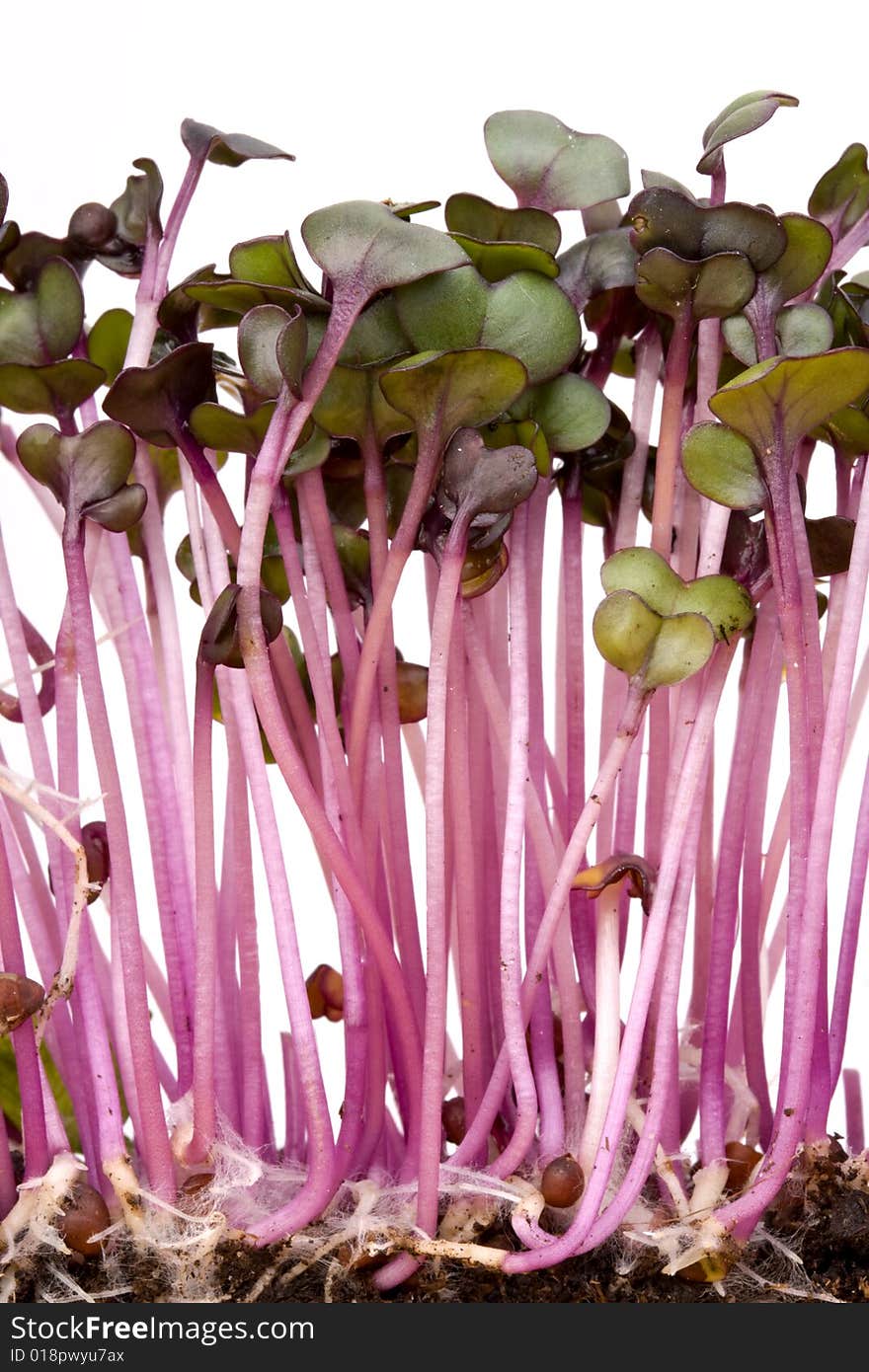 Closeup of a row of red cabbage sprouts