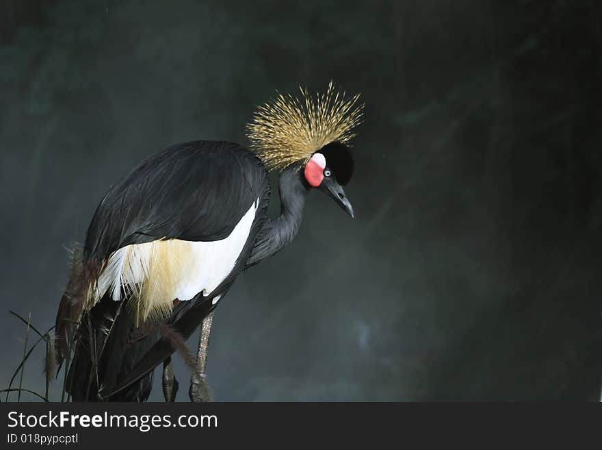 Crowned crane is one of the most beautiful birds.